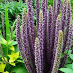 backyard plants image